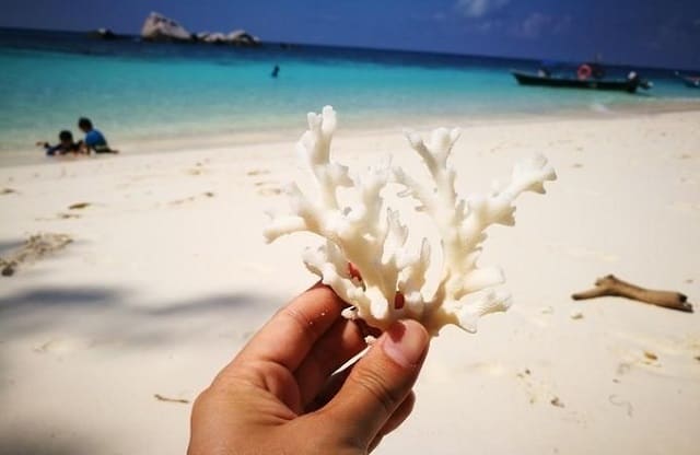 hand holding dead white coral on tioman island beach 