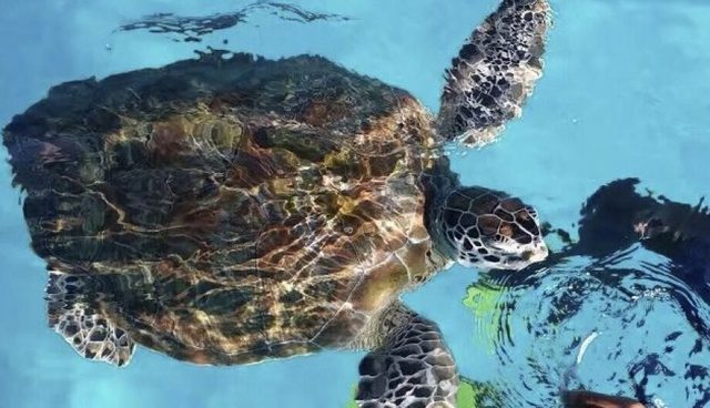 热浪岛海龟在清澈的海水上游泳