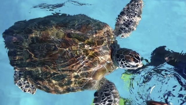 turtle swimming above clear seawater in pulau redang island