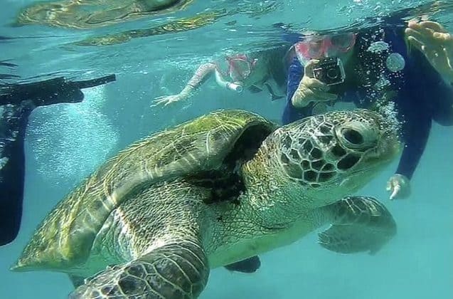 a turtle swimming with people in the green clear seawater of pulau redang 