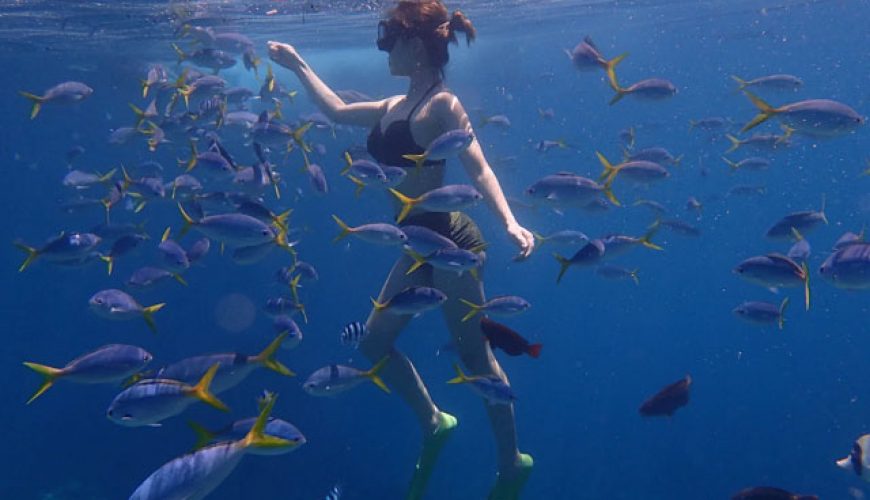 wanita berbikini hitam snorkeling di pulau perhentian memberi makan banyak ikan tropika di bawah air