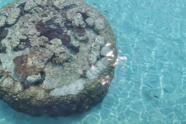 dead coral in perhentian island clear sea