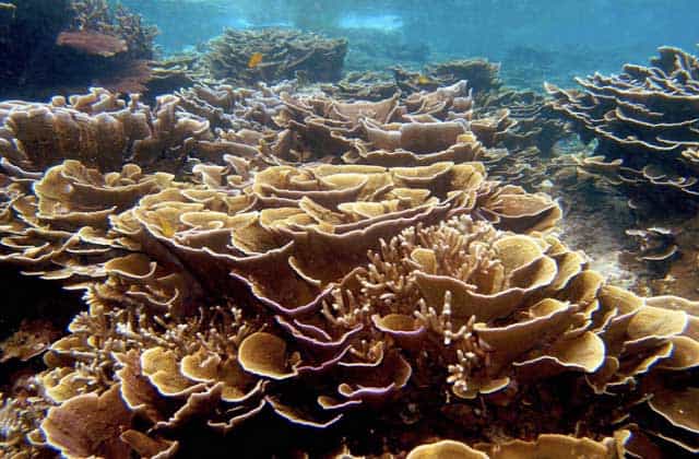 热浪岛美丽的棕色珊瑚在深海