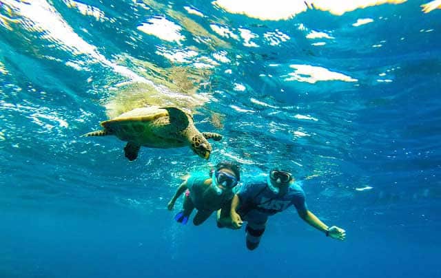 couple watching turtle in tioman island sea while snorkeling