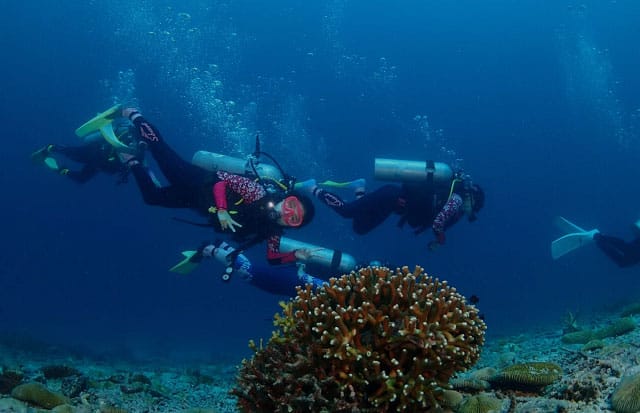 停泊岛人们在水下潜水观察橙色珊瑚 