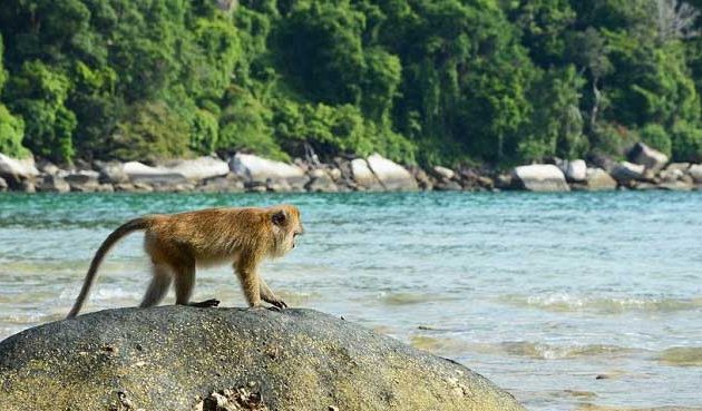 monkey crawling on reef of pulau tioman island sea