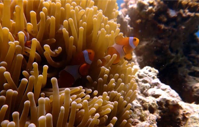 three nemo fishes swimming among yellow lively coral in tioman island sea
