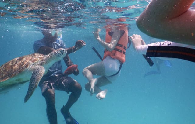 热浪岛人们与乌龟在清澈的海水中浮潜