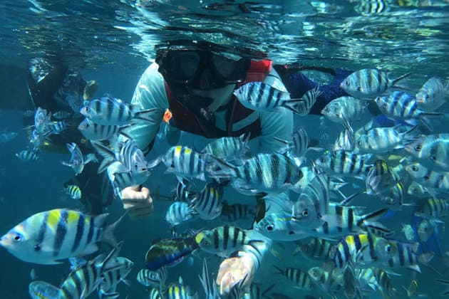 tourist snorkeling at perhentian island clear sea with plenty fishes swimming around
