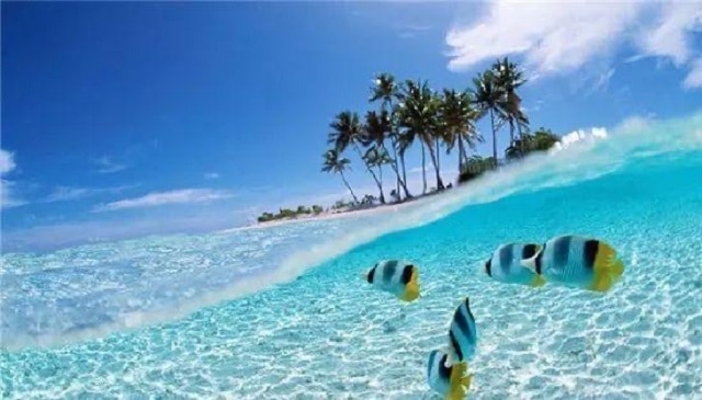 stripe pattern fishes swimming in clear sea water of tioman island