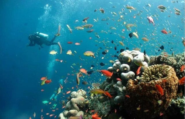 person diving in pulau tioman island sea with colorful tropical fishes