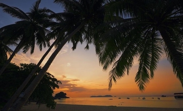 刁曼岛海滩棕榈树的日落景色 