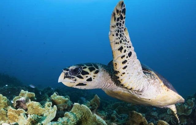 刁曼岛海龟在珊瑚周围的深海游泳