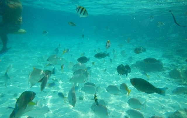 underwater shot of many tropical little fishes in redang sea clear water