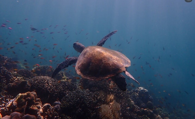 turtle swimming with plenty tropical fishes in tioman sea
