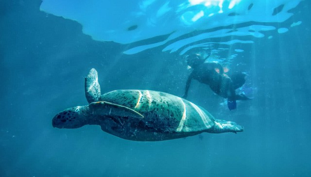停泊岛一只海龟在海域平静地游泳后面跟着远处的浮潜者