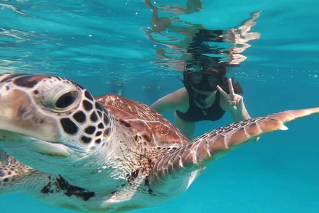停泊岛的大海中进行浮潜和与海龟合影的女人