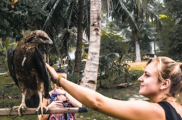 tourist feeding pet owl in pulau besar island