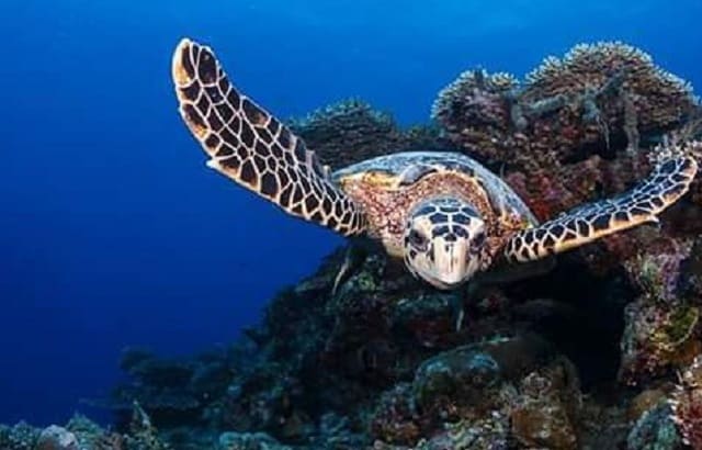 伯沙岛有海龟在这片清澈海水游泳 