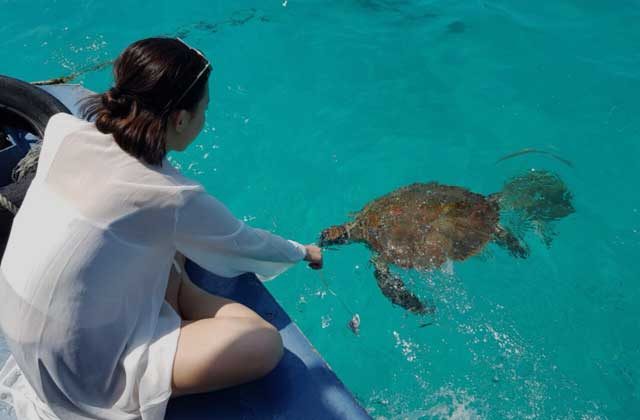redang island woman feeding sea turtle