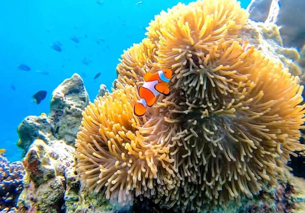 nemo fish and yellow coral in deep sea of tinggi island