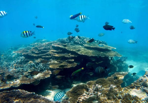 colorful fishes and coral in the deep sea of tinggi island