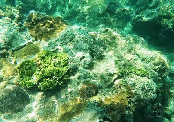coral in deep sea of aur island