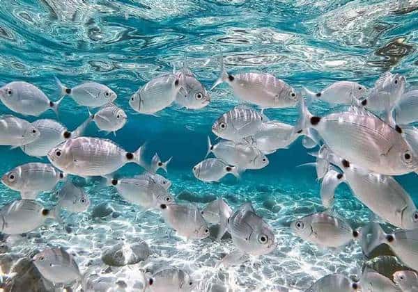 fish groups swimming in clear sea of aur island
