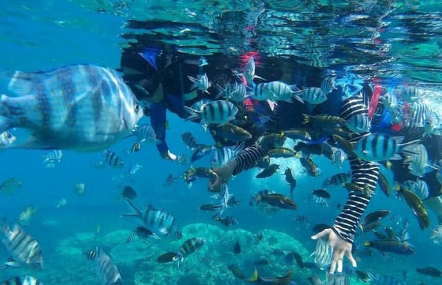 棉花岛Kapas Coral Beach 度假村的游客在海水中浮潜还有很多鱼群