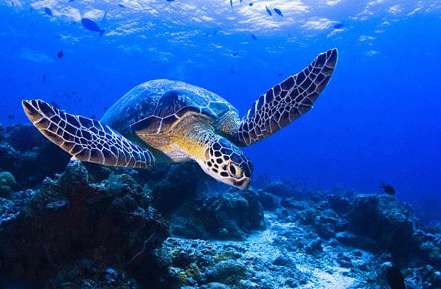 big turtle swimming in the sea of tenggol island