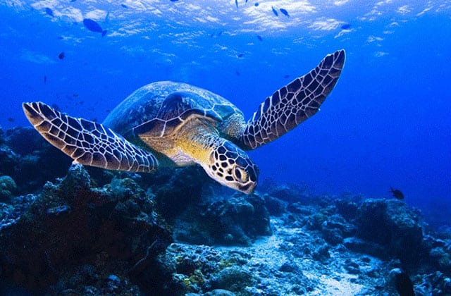 tenggol island sea turtle fish corals