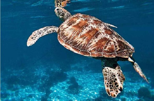 malasyia island turtle swim sea